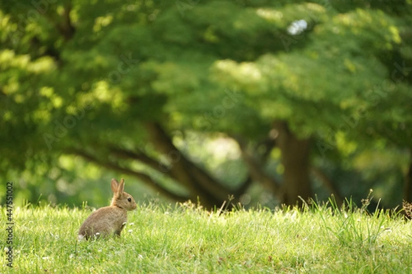Fototapeta Close-up of a wild rabbit