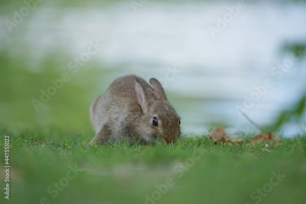 Fototapeta Close-up of a wild rabbit