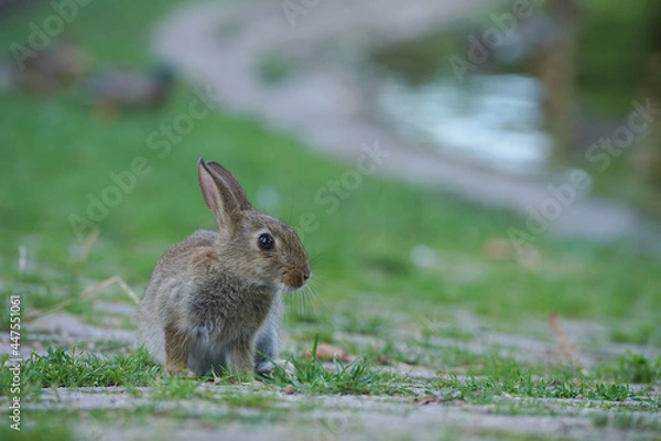 Fototapeta Close-up of a wild rabbit