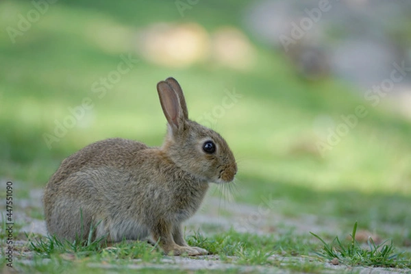 Fototapeta Close-up of a wild rabbit