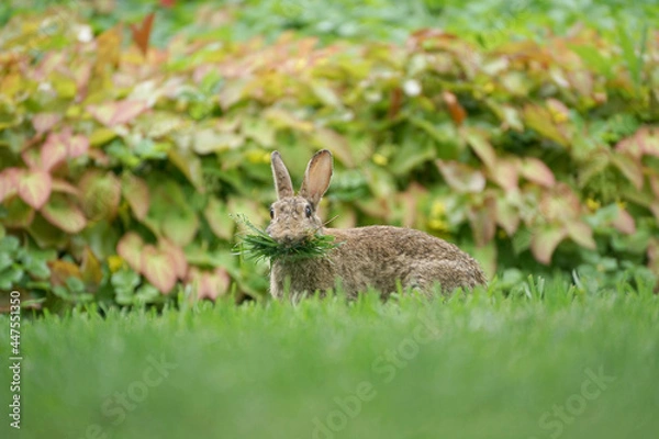 Fototapeta Close-up of a wild rabbit