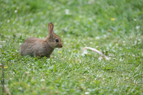Fototapeta Close-up of a wild rabbit