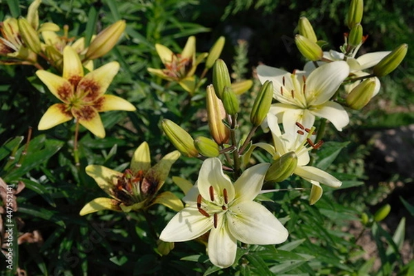 Fototapeta lilies in the garden