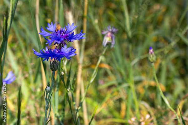 Fototapeta Сornflowers closeup in the meadow on a sunny day with bokeh