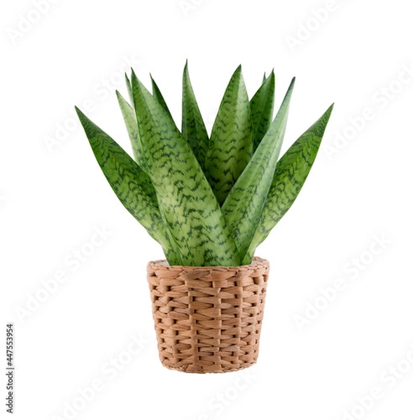 Fototapeta House plant Sansevieria in wicker flowerpot isolated on white background with clipping path