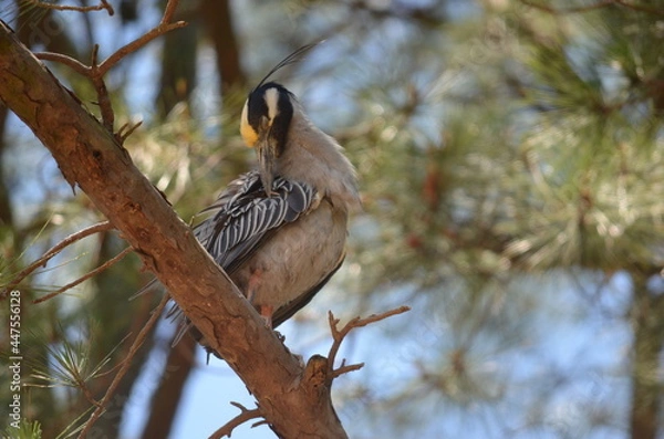 Obraz Yellow Crested Night Heron (cleaning)