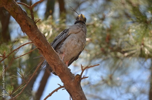 Obraz Yellow Crested Night Heron (watching)