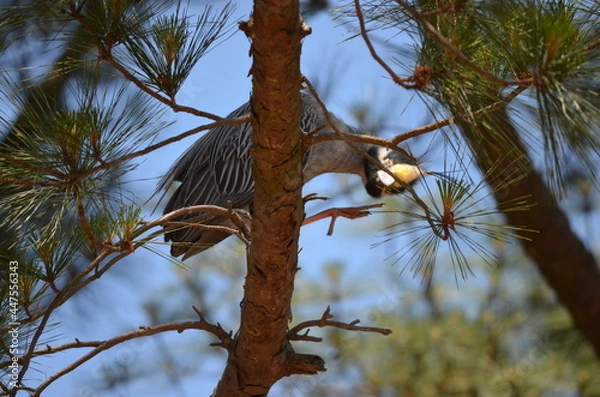 Obraz Yellow Crested Night Heron (looking down)