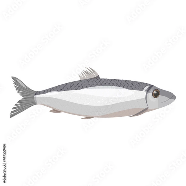 Obraz Vector image of an natural looking grey herring. Sea fish isolated on white background.