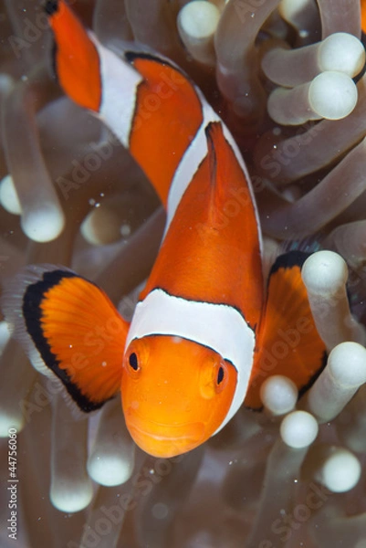 Fototapeta Pez payaso