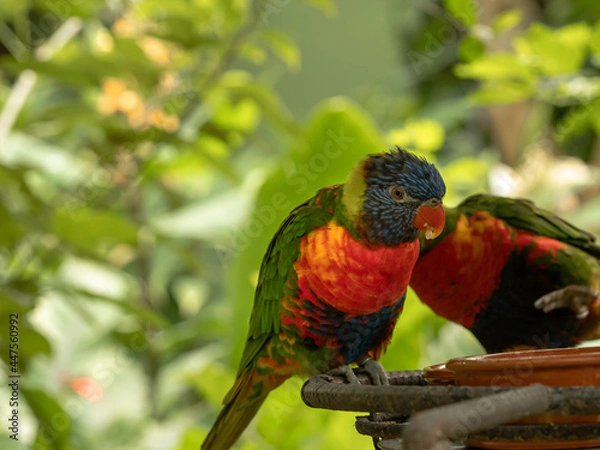 Fototapeta Rainbow Lorikeet (Trichoglossus moluccanus), a native parrot from eastern Australia that feeds on the Banksia flower