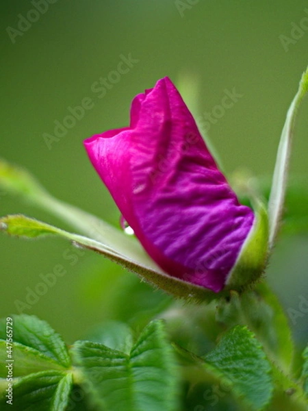 Obraz pink rose bud