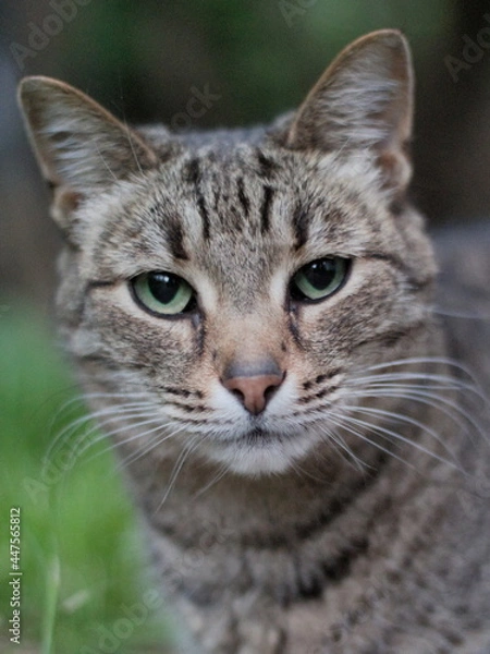 Obraz portrait of a cat
