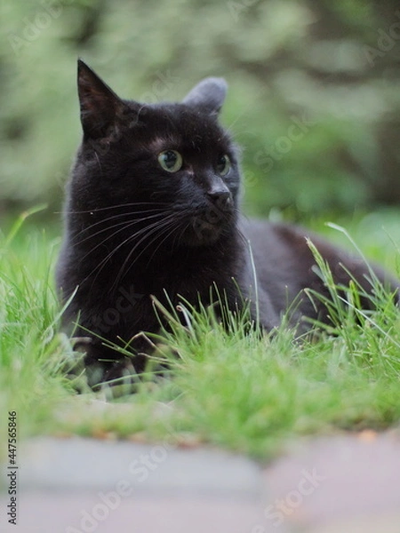 Obraz black cat on grass