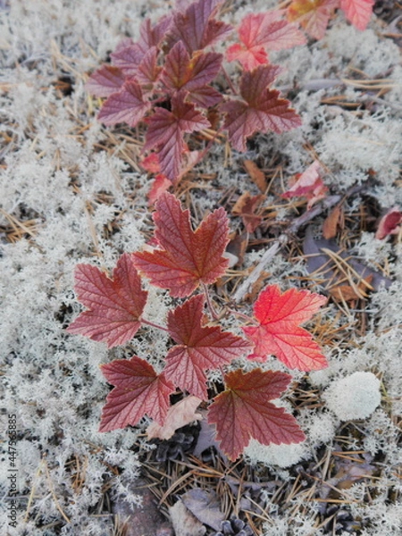 Obraz autumn leaves on the ground