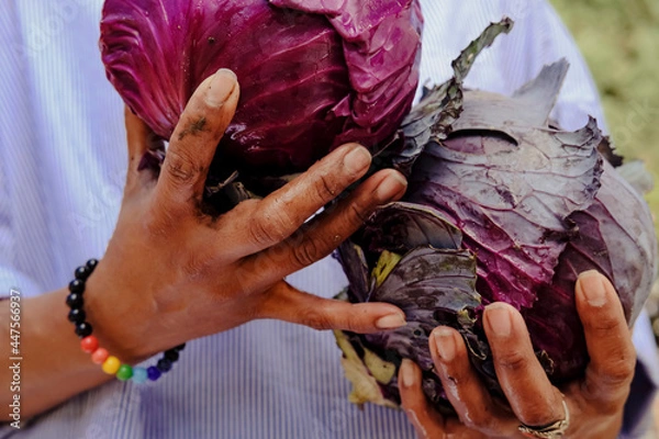Obraz close up of hands holding a cabbage