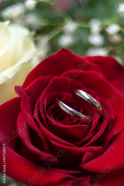 Obraz Wedding rings on a red rose 