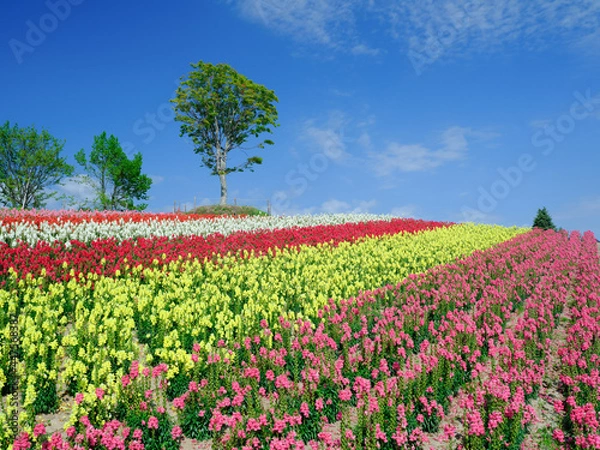 Obraz 広大な花畑