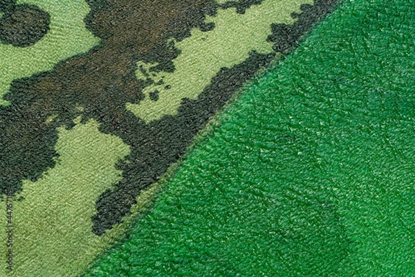 Obraz Abstract aerial view of blue-green water in shifting red deposition of sediment gradually moving through alluvial plains of Francois Peron National Park in Western Australia.