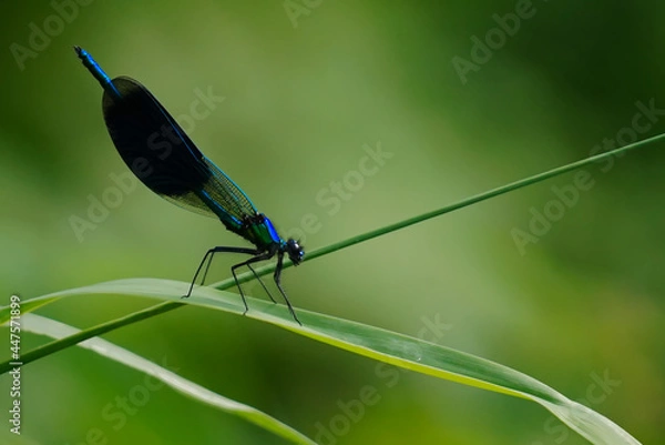 Obraz Świtezianka błyszcząca