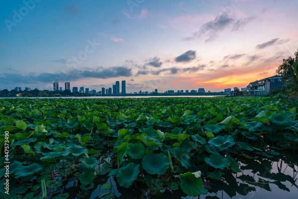 Fototapeta Nanjing City at Sunset in Summer