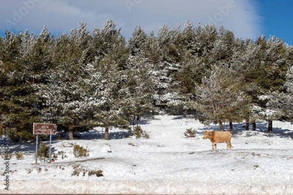 Fototapeta in a snowy landscape some cows come to the road to eat.