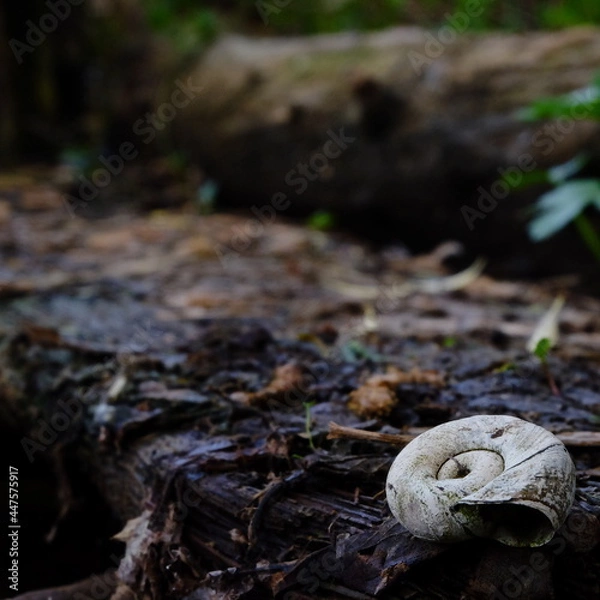 Obraz closeup old snail shell on an overgrown board in the forest