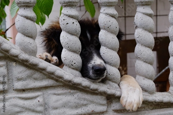 Obraz paws and black nose of a dog behind a concrete fence