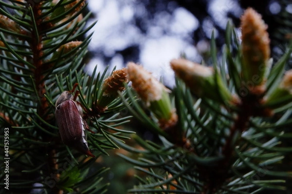 Obraz closeup maybug on a coniferous branch
