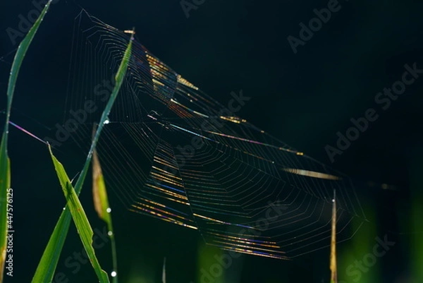Fototapeta 虹色に光るクモの巣
