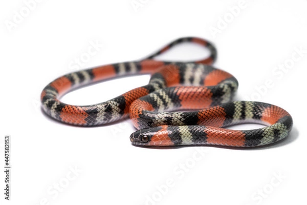 Obraz coral snake on withe background