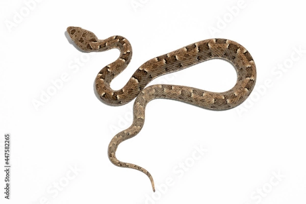 Obraz snake on background