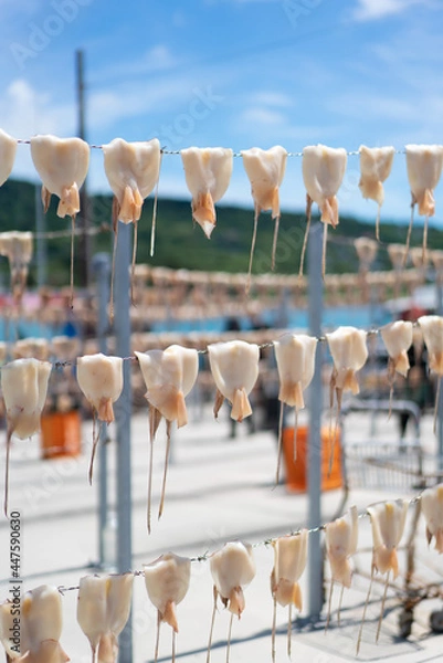 Fototapeta 漁港でスルメイカの丸干し風景