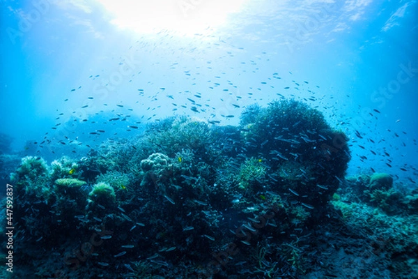 Fototapeta 珊瑚と魚と太陽