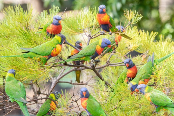 Obraz Group of colourful lorikeets in Australia all chatting together on a tree outdoors