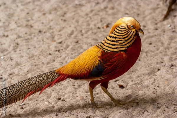 Obraz Golden Pheasant, Rainbow Pheasant, Chinese Pheasant