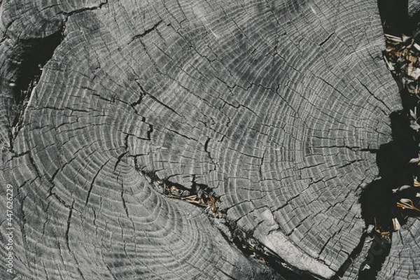 Fototapeta saw cut texture with annual rings and cracks . Close up