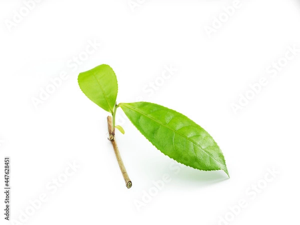 Fototapeta fresh tea leaf