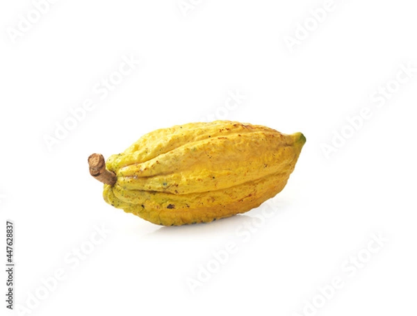 Fototapeta single cocoa fruit