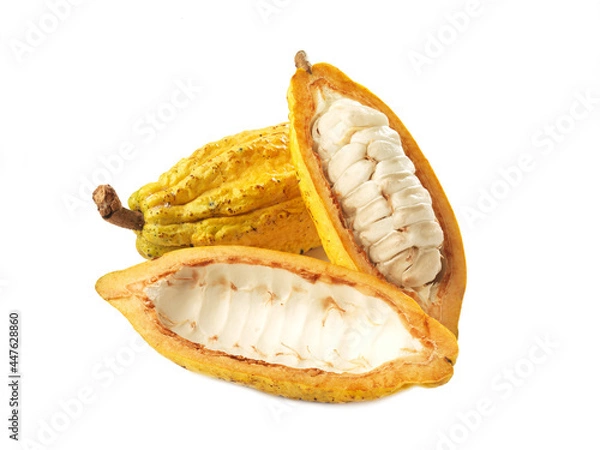 Fototapeta cocoa fruit s