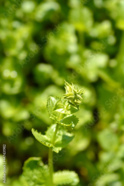 Fototapeta Monkey flower