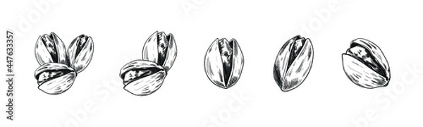 Obraz Pistachios Drawn Set, Sketches Collection, Isolated on White Background Nuts Design Elements, Dried Nuts.
