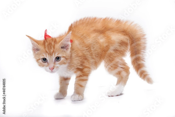 Fototapeta Katzenbuckel