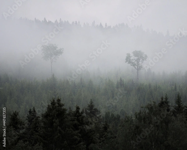 Obraz Elevated pines