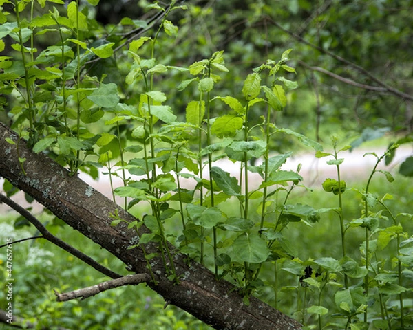 Obraz Against the log