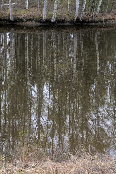 Obraz Birch reflection