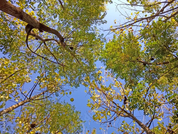 Fototapeta Tropical forest