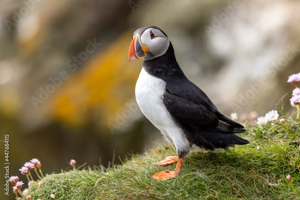 Fototapeta Atlantic Puffin on cliff edge