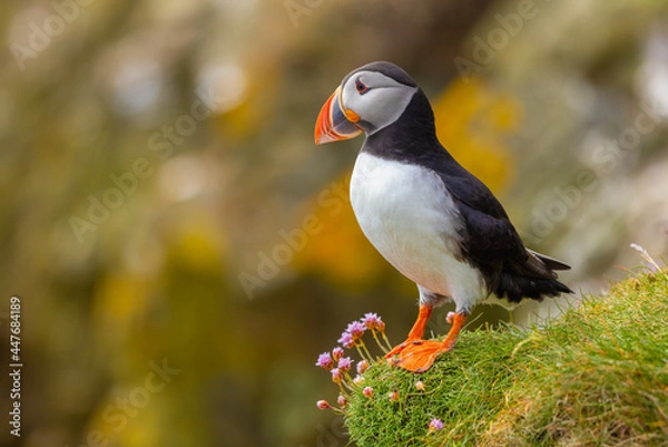 Obraz Atlantic Puffin on cliff edge
