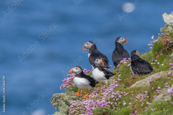 Obraz Atlantic Puffin group sit against a sea backdrop